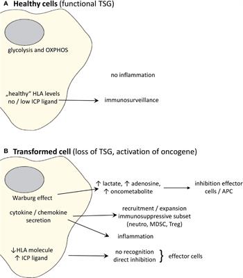 Modulation of Lymphocyte Functions in the Microenvironment by Tumor Oncogenic Pathways